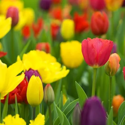 Review Author - Елена Михалева